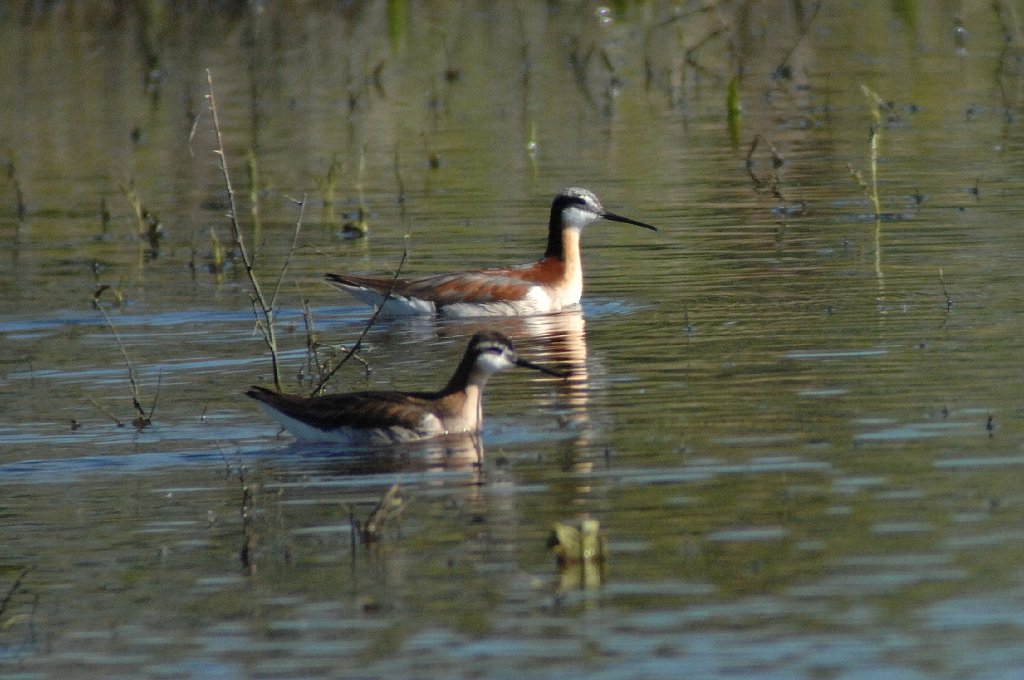 Phalarope, Wilson's, 2010-06232799 Pawnee Grasslands, CO.JPG - Wilson's Phalarope. Pawnee National Grasslands, CO, 6-23-2010